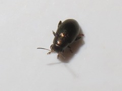 Chaetocnema hortensis