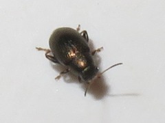 Chaetocnema hortensis