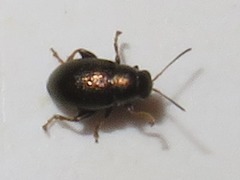 Chaetocnema hortensis