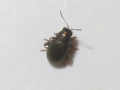 Chaetocnema hortensis
