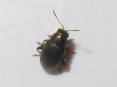 Chaetocnema hortensis
