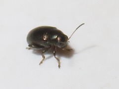 Chaetocnema hortensis