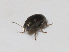 Chaetocnema hortensis