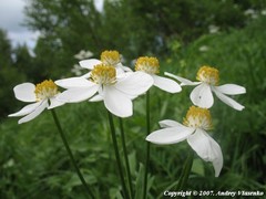 Anemonastrum fasciculatum