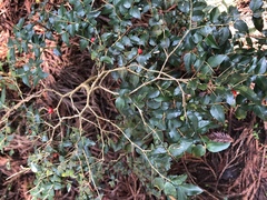 Damnacanthus indicus