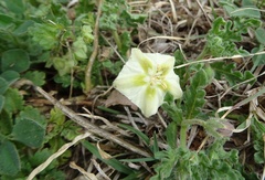 Chamaesaracha coniodes