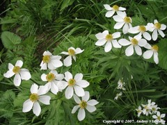 Anemonastrum fasciculatum