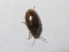 Contacyphon ochraceus