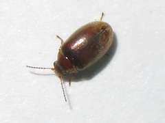 Contacyphon ochraceus