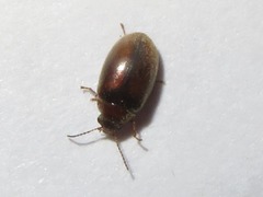 Contacyphon ochraceus