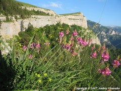 Onobrychis biebersteinii