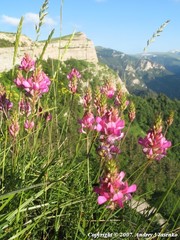 Onobrychis biebersteinii