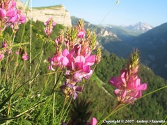 Onobrychis biebersteinii