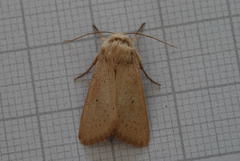 Mythimna alopecuri