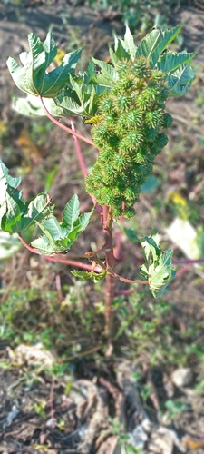 castor bean