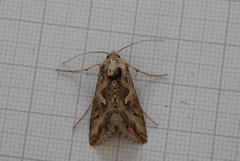 Cornutiplusia circumflexa