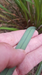 Dianella nigra