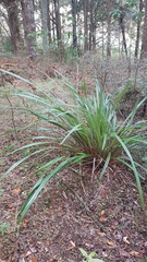 Dianella nigra