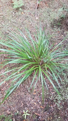 Dianella nigra