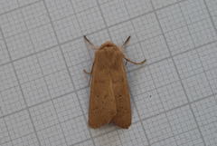 Mythimna alopecuri