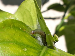 Cacoecimorpha pronubana