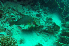 Calotomus viridescens