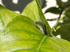 Cacoecimorpha pronubana