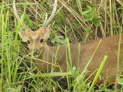 Axis porcinus porcinus