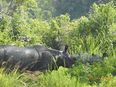 Rhinoceros unicornis