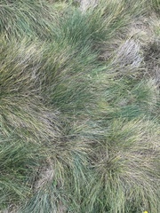 Poa astonii