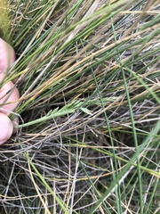 Poa astonii