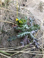 Senecio vulgaris denticulatus