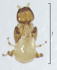 Eupristina verticillata