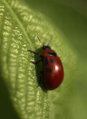 Gonioctena viminalis