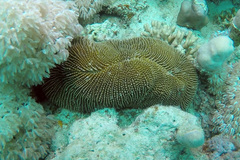 Ctenactis