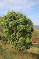 Cussonia natalensis