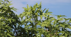 Cussonia natalensis