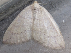 Idiotephria debilitata