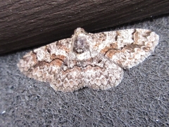 Satoblephara parvularia