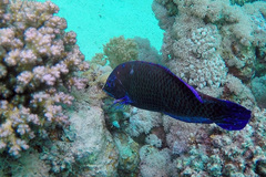 Pseudodax moluccanus