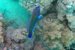 Pseudodax moluccanus