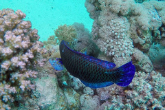 Pseudodax moluccanus