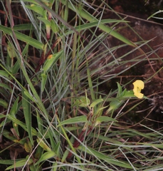 Commelina africana krebsiana