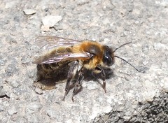 Andrena scotica