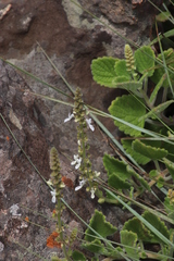 Coleus grandidentatus