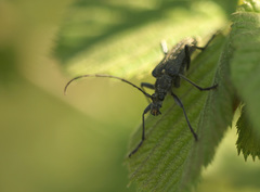 Oxymirus cursor