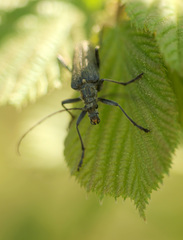 Oxymirus cursor