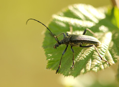 Oxymirus cursor