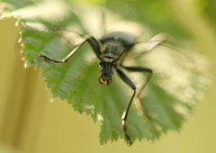 Oxymirus cursor
