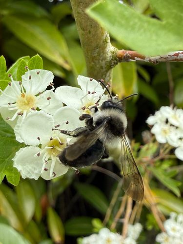 Ashy Mining Bee